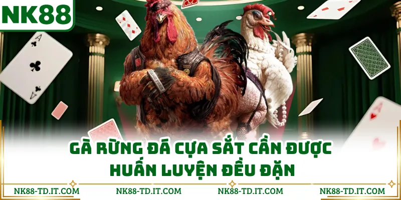 Gà Rừng Đá Cựa Sắt Cần Được Huấn Luyện Đều Đặn